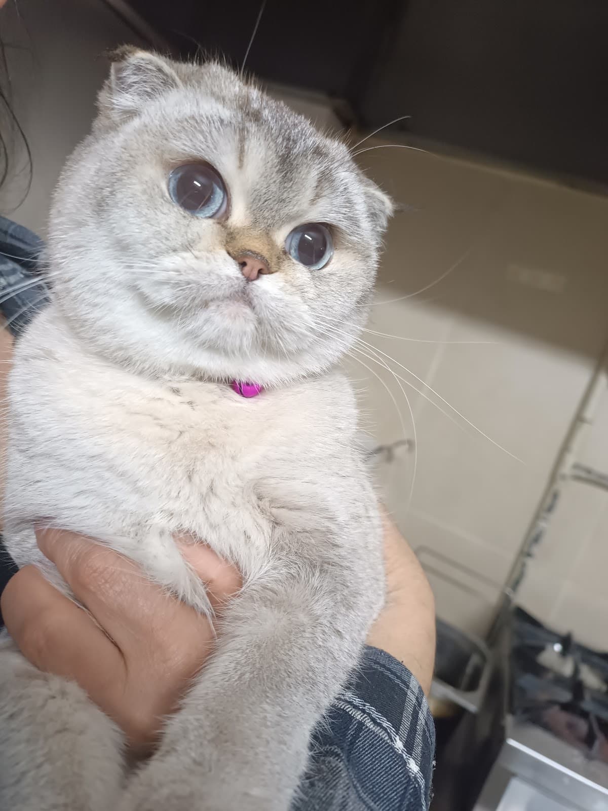 Kliniğimizde tedavi gören kedi hastamız